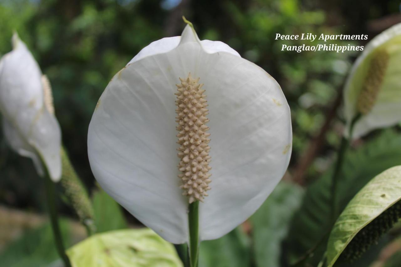 Peace Lily Studio Apartments ปางเลา ภายนอก รูปภาพ
